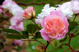 Růže pnoucí 'Tausendschon' - Rosa PN 'Tausendschon'