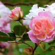 Růže pnoucí 'Tausendschon' - Rosa PN 'Tausendschon'