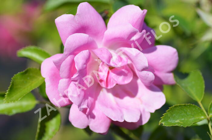 Růže pnoucí 'Tausendschon' - Rosa PN 'Tausendschon'