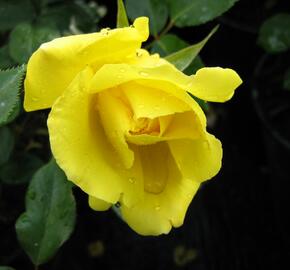 Růže pnoucí 'Royal Gold' - Rosa PN 'Royal Gold'