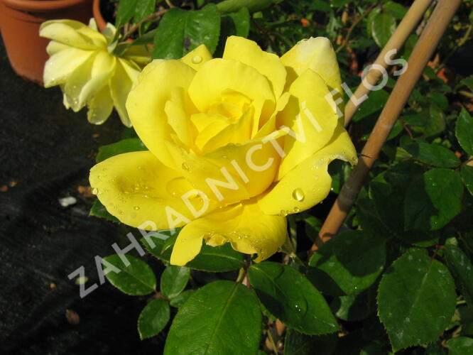 Růže pnoucí 'Royal Gold' - Rosa PN 'Royal Gold'