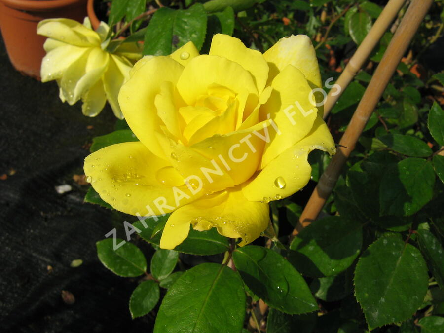 Růže pnoucí 'Royal Gold' - Rosa PN 'Royal Gold'