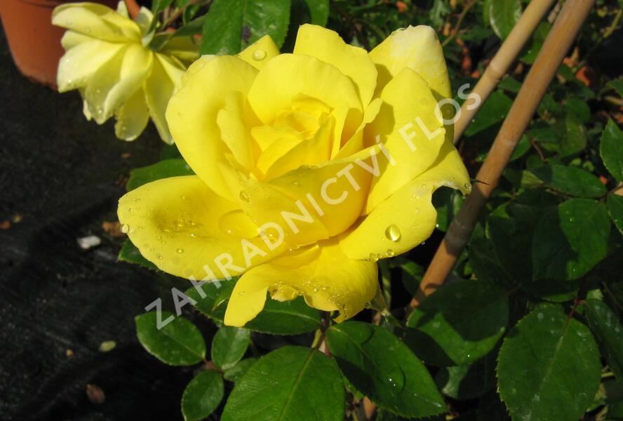 Růže pnoucí 'Royal Gold' - Rosa PN 'Royal Gold'
