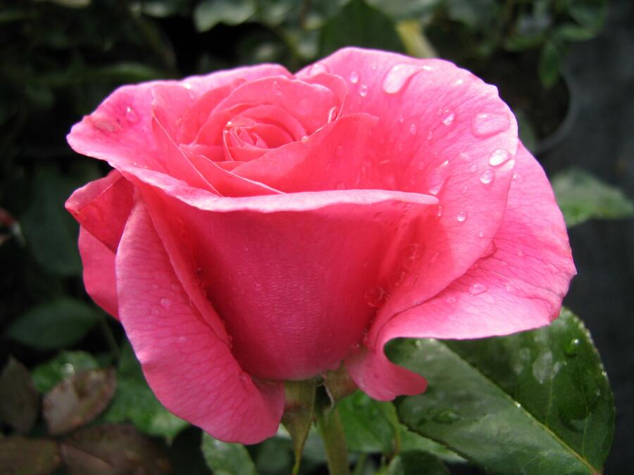 Růže pnoucí 'Romanze' - Rosa PN 'Romanze'