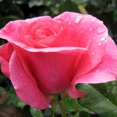 Růže pnoucí 'Romanze' - Rosa PN 'Romanze'