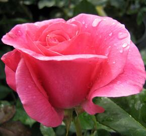 Růže pnoucí 'Romanze' - Rosa PN 'Romanze'