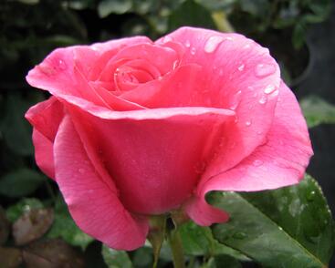 Růže pnoucí 'Romanze'