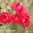 Růže pnoucí 'Romanze' - Rosa PN 'Romanze'