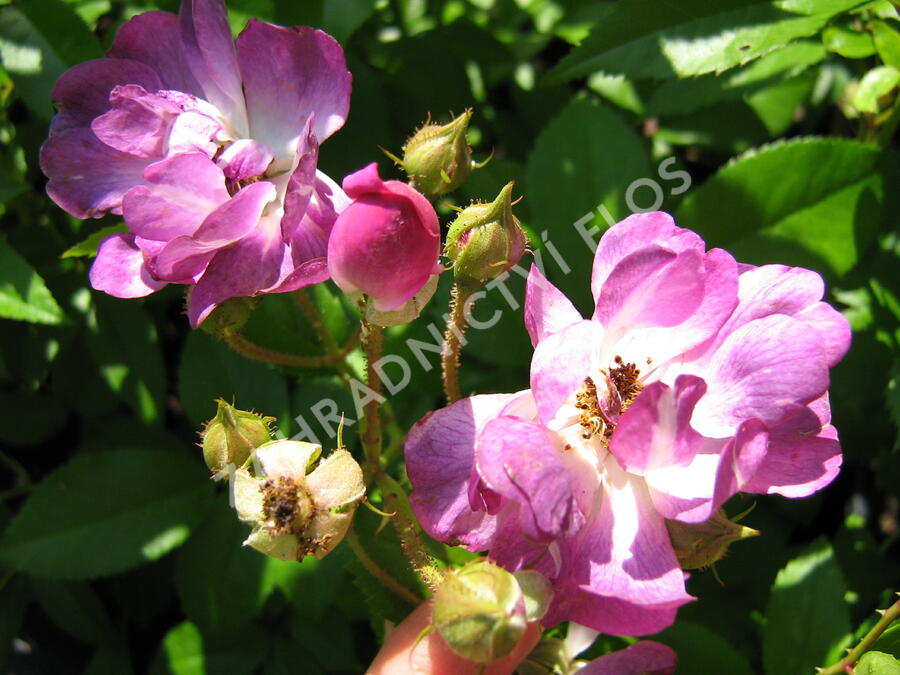 Růže pnoucí 'Rambler' - Rosa PN 'Rambler'