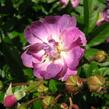 Růže pnoucí 'Rambler' - Rosa PN 'Rambler'