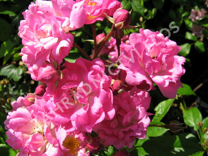 Růže pnoucí 'Rambler' - Rosa PN 'Rambler'