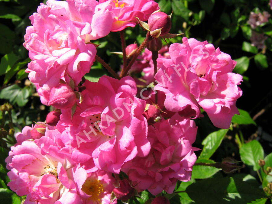 Růže pnoucí 'Rambler' - Rosa PN 'Rambler'