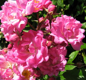 Růže pnoucí 'Rambler' - Rosa PN 'Rambler'