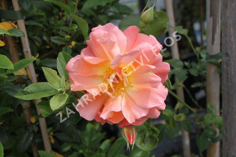 Růže pnoucí 'Metanoia' - Rosa PN 'Metanoia'