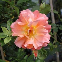 Růže pnoucí 'Metanoia' - Rosa PN 'Metanoia'