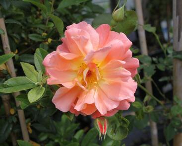 Růže pnoucí 'Metanoia'