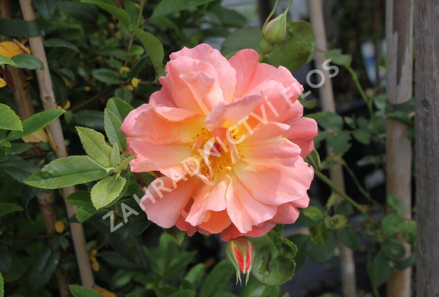 Růže pnoucí 'Metanoia' - Rosa PN 'Metanoia'