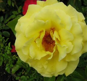 Růže pnoucí 'Lucie' - Rosa PN 'Lucie'