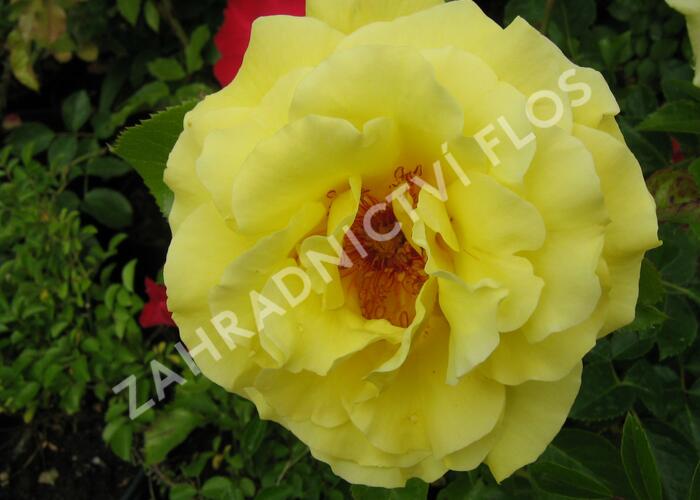 Růže pnoucí 'Lucie' - Rosa PN 'Lucie'