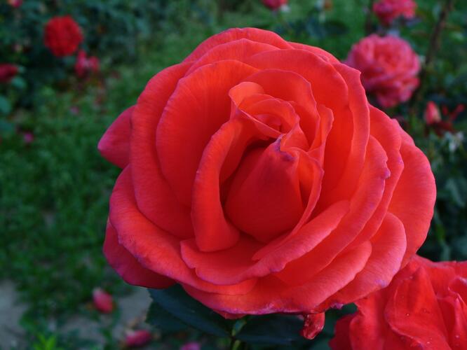 Růže pnoucí 'Grimpan Delbard' - Rosa PN 'Grimpan Delbard'