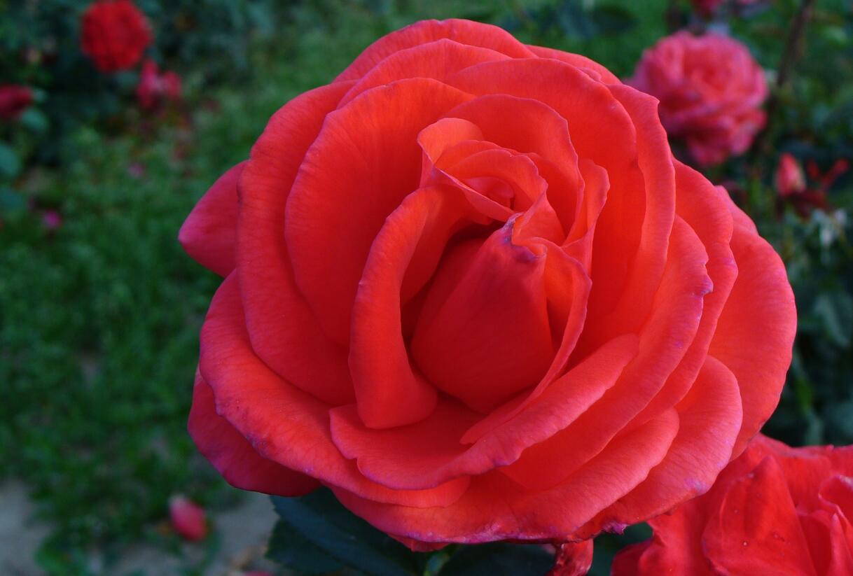 Růže pnoucí 'Grimpan Delbard' - Rosa PN 'Grimpan Delbard'