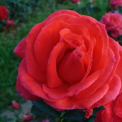 Růže pnoucí 'Grimpan Delbard' - Rosa PN 'Grimpan Delbard'