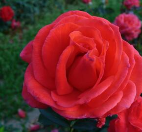 Růže pnoucí 'Grimpan Delbard' - Rosa PN 'Grimpan Delbard'