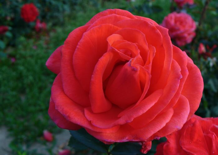 Růže pnoucí 'Grimpan Delbard' - Rosa PN 'Grimpan Delbard'