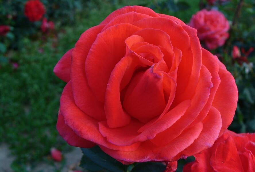 Růže pnoucí 'Grimpan Delbard' - Rosa PN 'Grimpan Delbard'