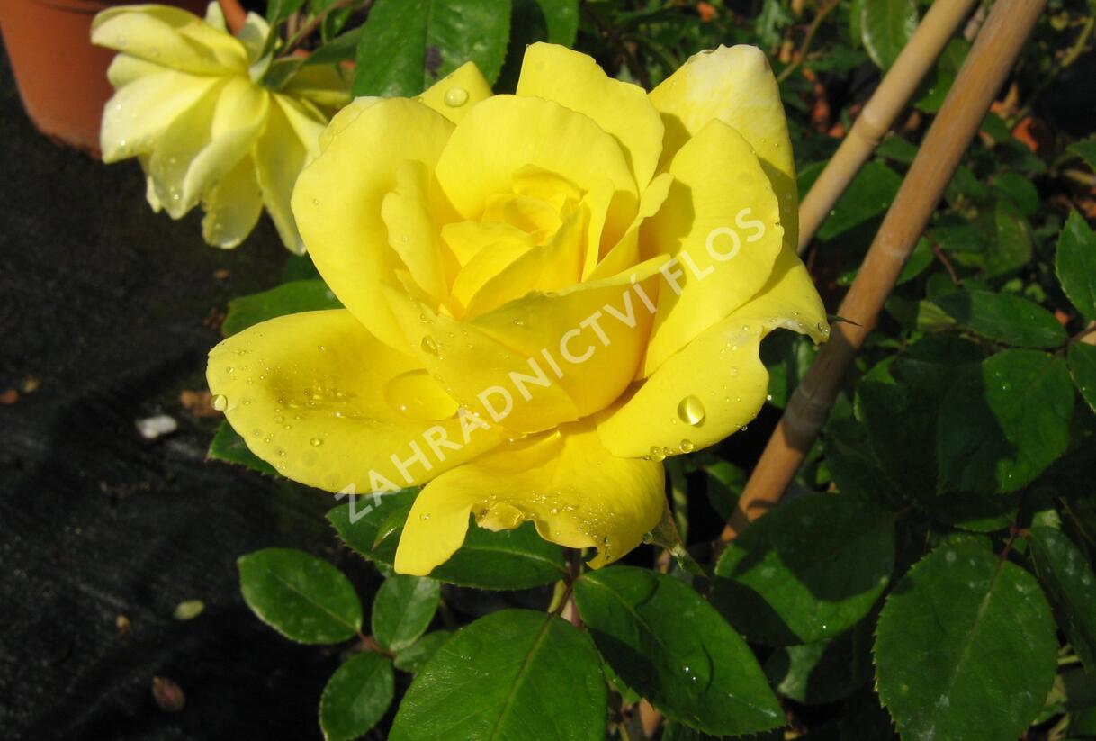 Růže pnoucí 'Gold Royal' - Rosa PN 'Gold Royal'