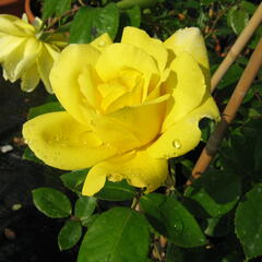 Růže pnoucí 'Gold Royal' - Rosa PN 'Gold Royal'
