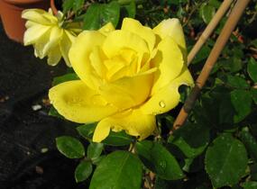 Růže pnoucí 'Gold Royal' - Rosa PN 'Gold Royal'