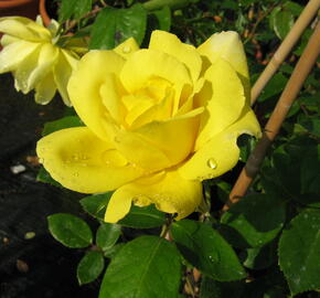 Růže pnoucí 'Gold Royal' - Rosa PN 'Gold Royal'