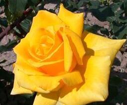 Růže pnoucí 'Gold Royal' - Rosa PN 'Gold Royal'