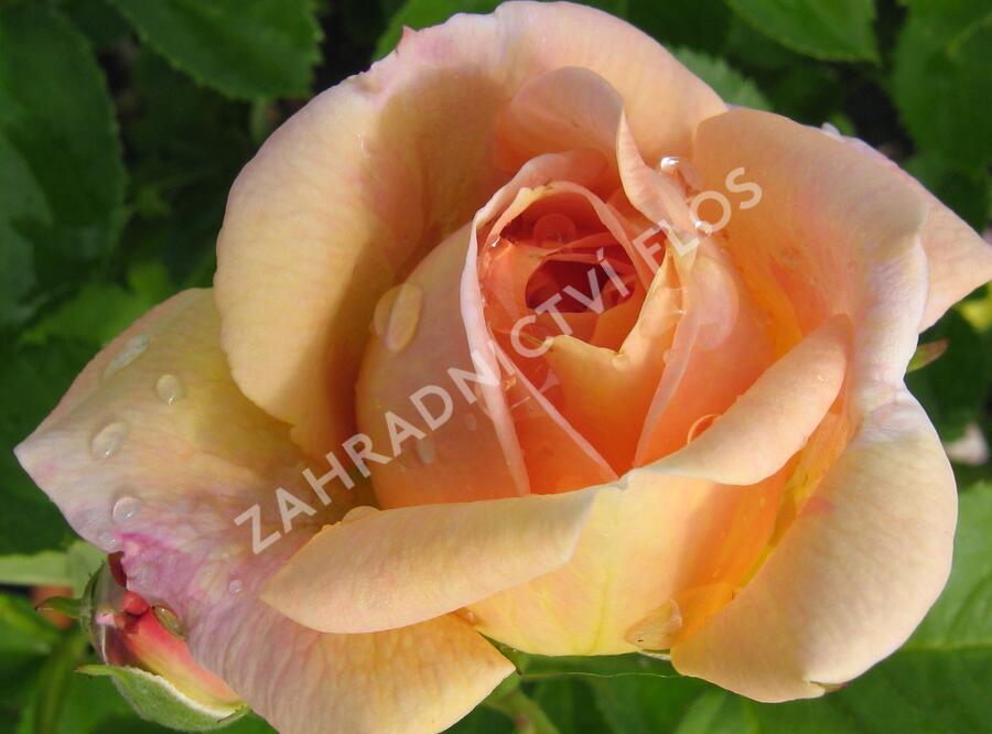 Růže pnoucí 'Bonanzo' - Rosa PN 'Bonanzo'