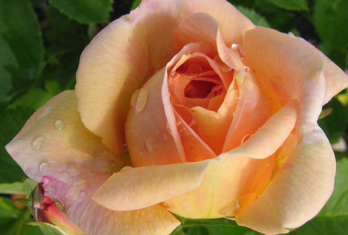 Růže pnoucí 'Bonanzo' - Rosa PN 'Bonanzo'