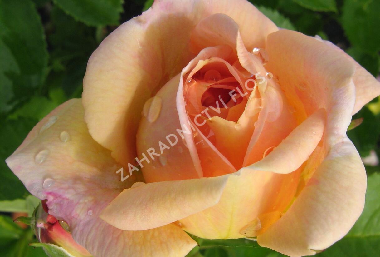 Růže pnoucí 'Bonanzo' - Rosa PN 'Bonanzo'