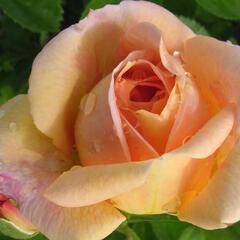 Růže pnoucí 'Bonanzo' - Rosa PN 'Bonanzo'