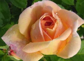 Růže pnoucí 'Bonanzo' - Rosa PN 'Bonanzo'