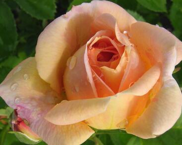 Růže pnoucí 'Bonanzo'