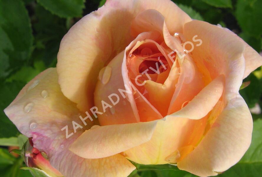 Růže pnoucí 'Bonanzo' - Rosa PN 'Bonanzo'