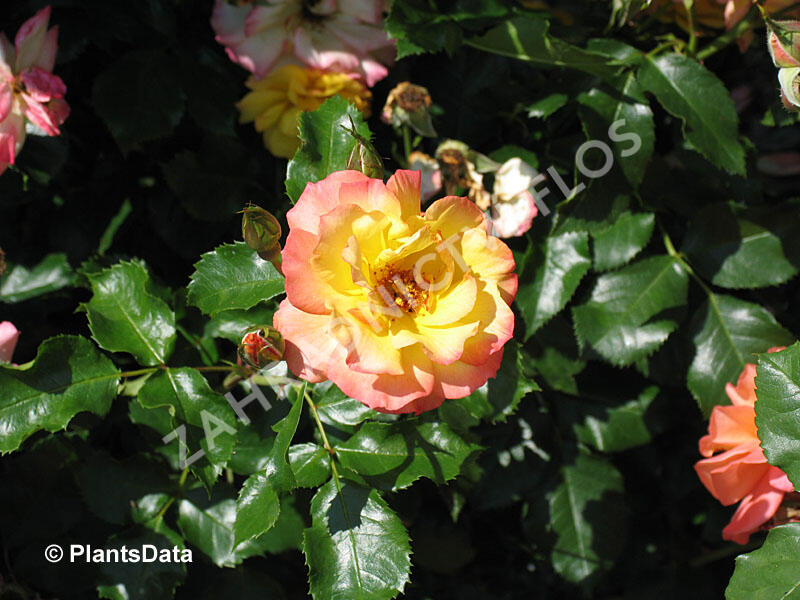 Růže pnoucí 'Bonanzo' - Rosa PN 'Bonanzo'