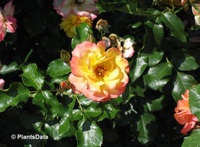 Růže pnoucí 'Bonanzo' - Rosa PN 'Bonanzo'