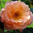 Růže mnohokvětá 'Münsterland' - Rosa MK 'Münsterland'
