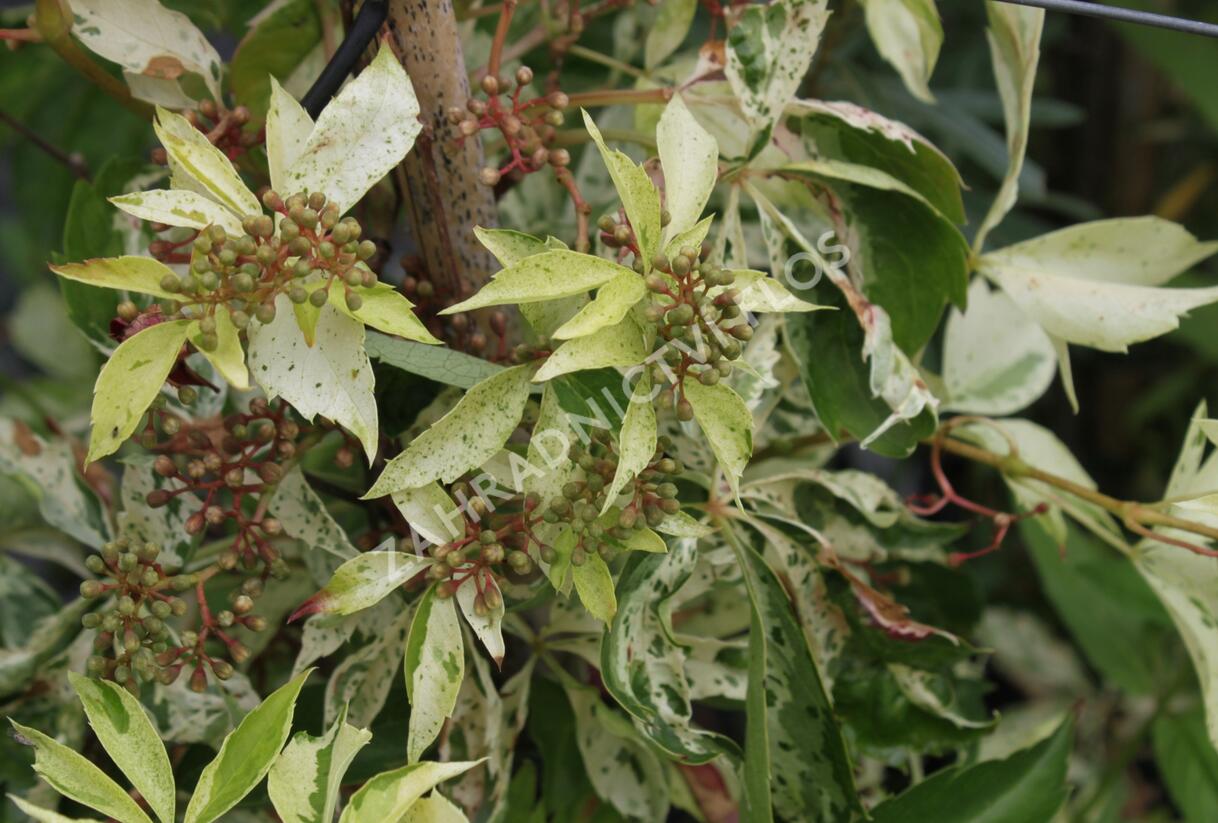 Přísavník pětilistý, loubinec 'Silver Shower' - Parthenocissus quinquefolia 'Silver Shower'