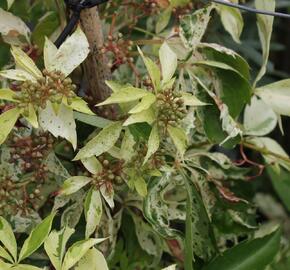 Přísavník pětilistý, loubinec 'Silver Shower' - Parthenocissus quinquefolia 'Silver Shower'