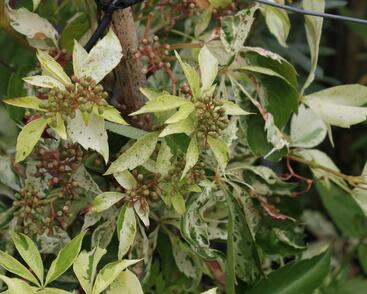 Přísavník pětilistý, loubinec 'Silver Shower'