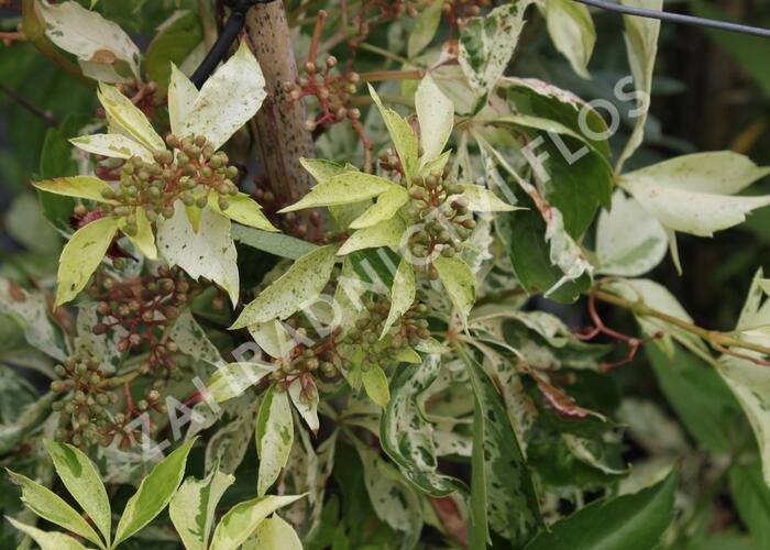 Přísavník pětilistý, loubinec 'Silver Shower' - Parthenocissus quinquefolia 'Silver Shower'