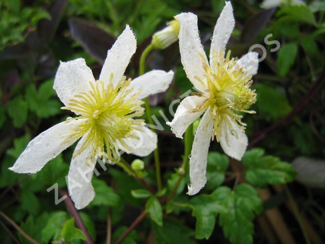 Plamének tangutský 'Anita' - Clematis tangutica 'Anita'