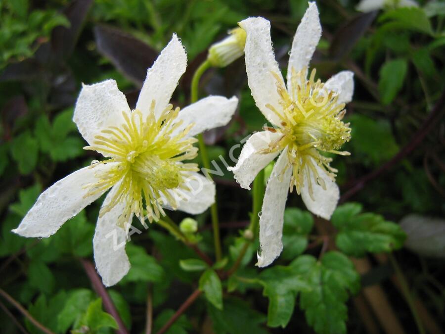 Plamének tangutský 'Anita' - Clematis tangutica 'Anita'